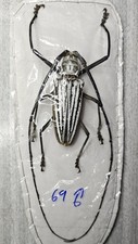 Batocera for collectors | rare Batocera longhorns