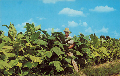 mapacho tobacco store nashville Mapacho | Nicotiana Rustica | Peru & Brazil