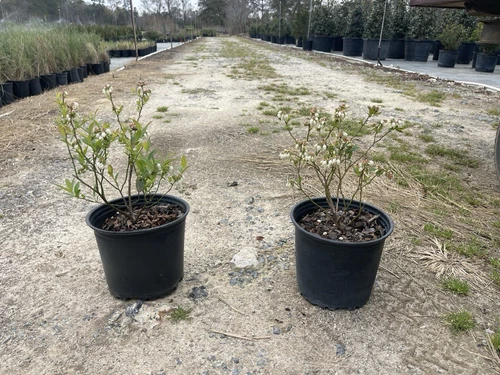 Pink Lemonade Rabbiteye Blueberry Mature Plant 8-12" tall!