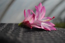 Christmas Cactus Starter Plant ~~Angel Wings~~ Schlumbergera Truncata