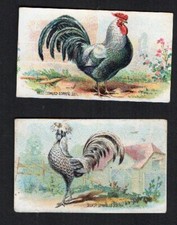 Chicken poultry cockerel Cigarette cards BAT N.Z. Catalogue value &pound; 18.oo #126