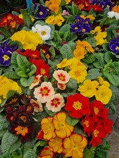 Primula Plants Full Tray 15 Colourful Primrose Spring Flowering Bedding Pots