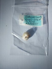 Natural Queen Conch Pearl  23.500 CT Colors W...