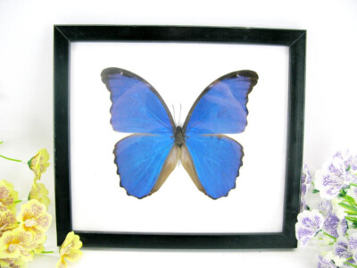 2te Wahl - Morpho Didius  - echter exotischer präparierter Schmetterling