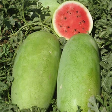 35 Charleston Grey Watermelon Seeds - Large Disease Resistant Super Sweet Picnic
