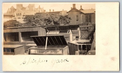 Antique RPPC Urban Farming Chicken Yard City Skyline Architecture 1907-1914