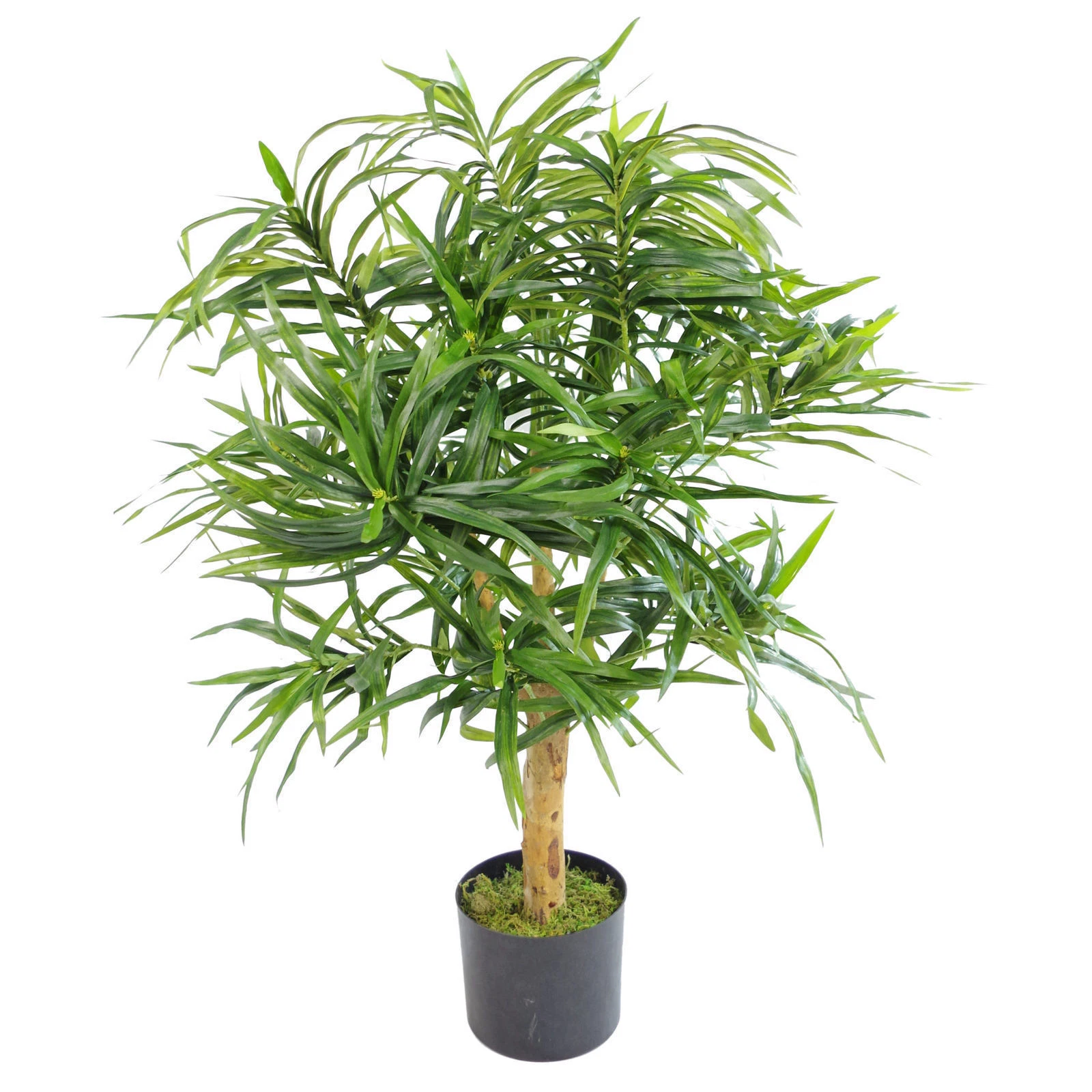 100cm Luxury Dracaena - 7167