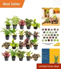 Pack of 20 Easy to Grow Indoor Plants in 2.5-Inch Pots - Air Purifying Greenery