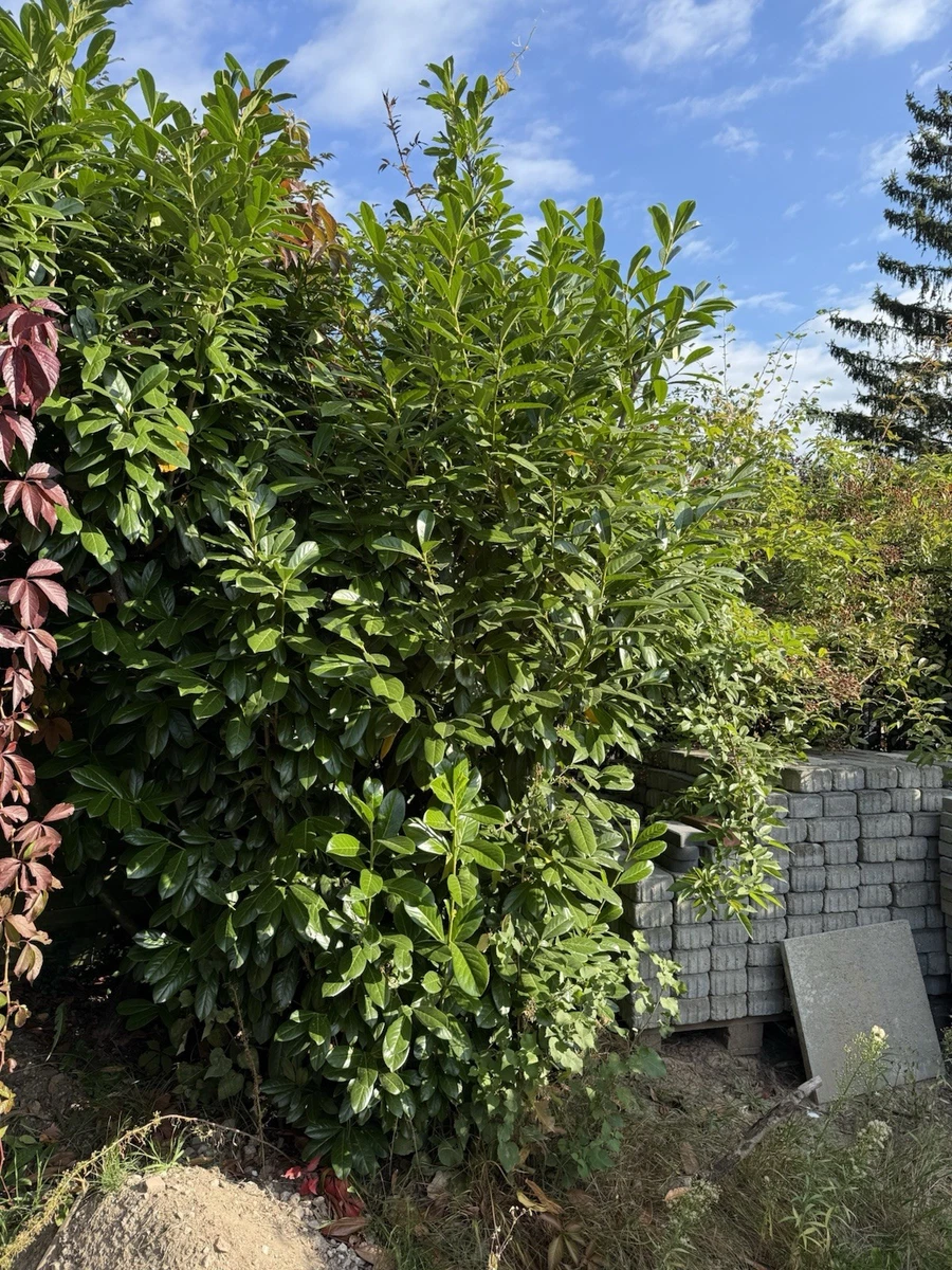 bunter liguster Gemeiner Liguster (Ligustrum vulgare) | 40-60 cm im Topf main image 0