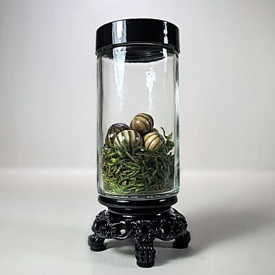 X5 Isopods in Jar, Curio Jar, Giant Roly Poly, Oddities Decor, Armadillidiidae