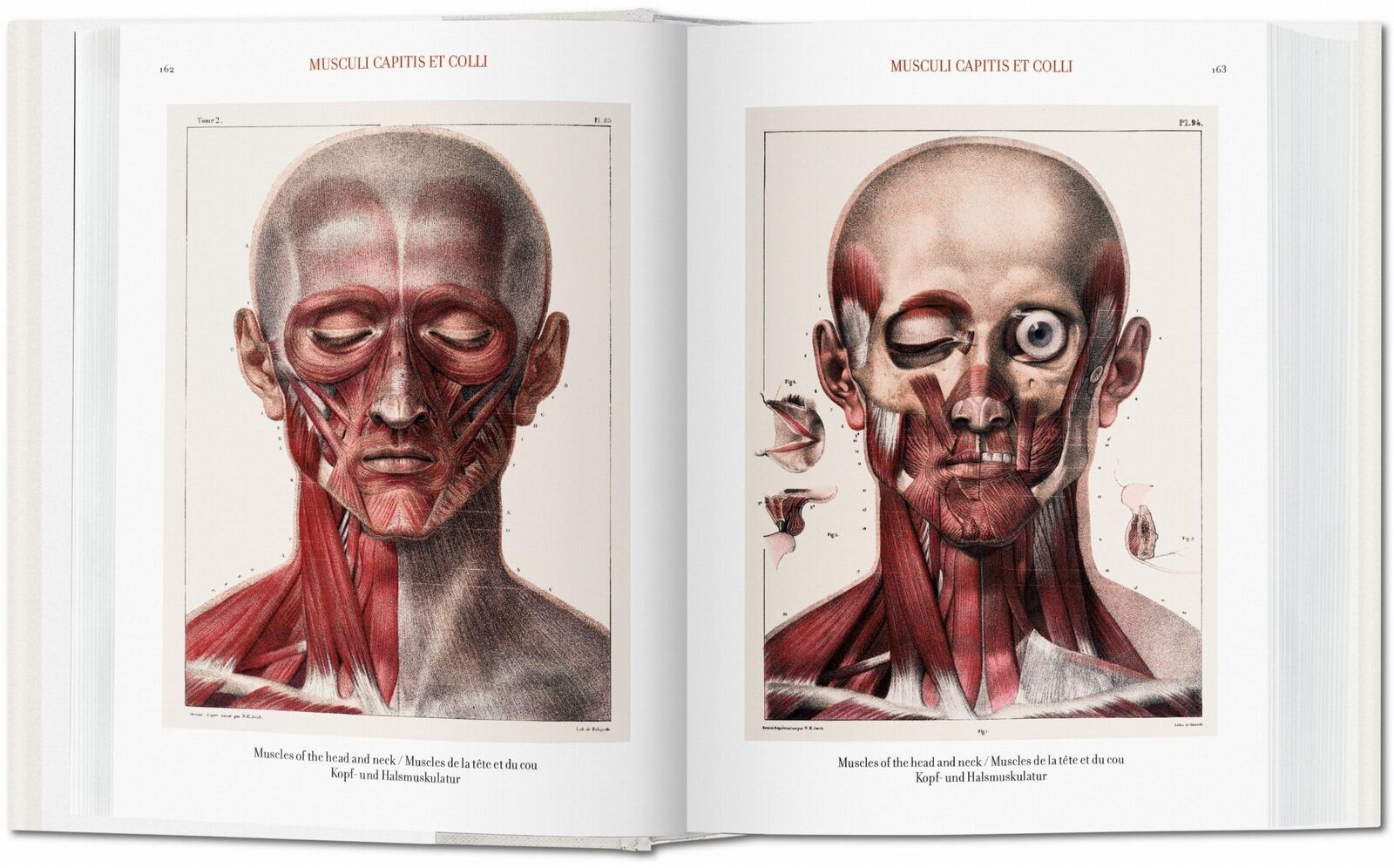 Thumbnail - Jean Marc Bourgery. Atlas Of Human Anatomy And Surgery | Jean-marie Le
