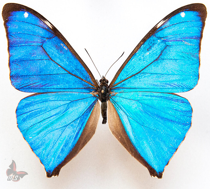 Morpho aega - good A-, Male , UNMOUNTED butterfly