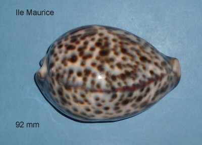 Cypraea Tigris Mauritius 92 mm