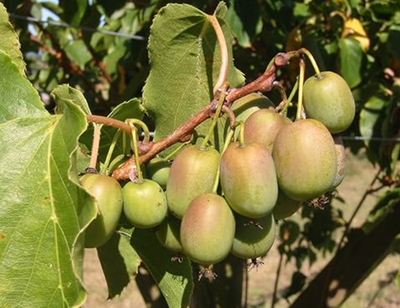 Prolific Kiwi Live Plant - 4-6" Tall - Edible Hardy Kiwi Vine for Garden &  Trell | eBay