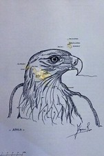 RUBENS FOGACCI - SERIE ATLAS - AQUILA - 40X30 - MISTA SU CARTA GEOGRAFICA - 2018