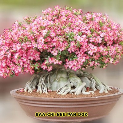 Desert Rose Thai Soco Adenium Arabicum 10Seeds, Perennial Tree Flower Garden
