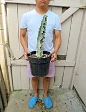 Variegated Euphorbia Ammak Cactus