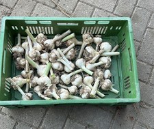 5 Knoblauch Zehen ,einzeln, Anbau ohne Chemie, ungespritzt