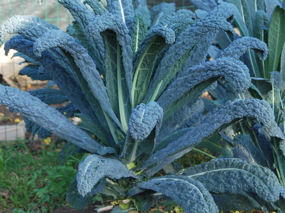 500 SEMI CAVOLO NERO DI TOSCANA +SPEDIZIONE GRATUITA "