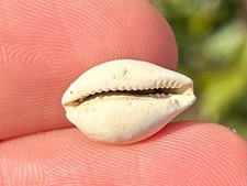 Francia gastropode fossile Cypraea renardi età miocene guscio di cowrie