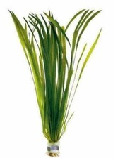 5x big bunches Vallisneria Spiralis "Straight " Vallis Live Aquarium plants