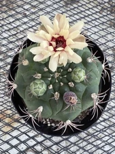 Gymnocalycium pflanzii cactus Succulent  live plant LARGE!! 6”POT Flowering!!