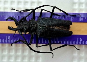 Psalidognathus | eBay