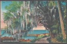 AN OLD MOSS OAK Linen Postcard Florida
