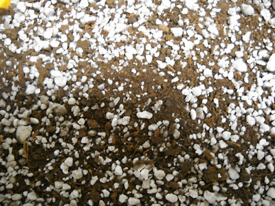 VENUS FLYTRAP Organic Sphagnum Peat Moss/Perlite 50/50 - 5 Cups-OVER 1/4 Gallon