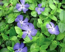 35 Creeping Myrtle Periwinkle Vinca Vines Flowering Plants Ground Cover, SHADE  