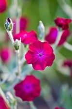 30 + Lychnis Cimelio di Famiglia Flos Jovis Semi Fiori / Perenne / Cervo