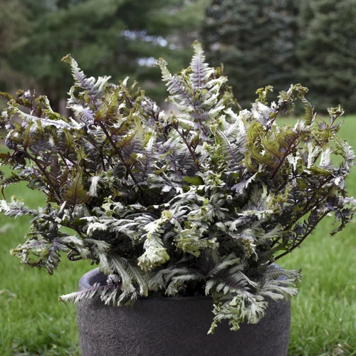 Athyrium niponicum 'Crested Surf' 5.25" Pot Perennial Proven Winners Fern