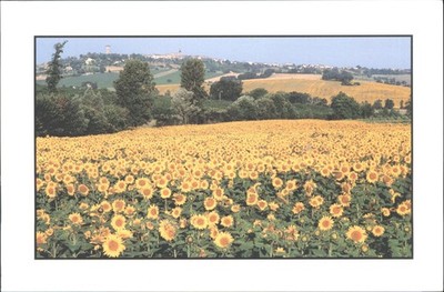 Frankreich Revel Sonnenblumenfeld Paysage du Sud Postkarte 2003 Toulouse