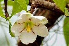 DIVINE JASMINE - TAMILNADIA ULIGINOSA - 10+ Seeds - Graines W 241