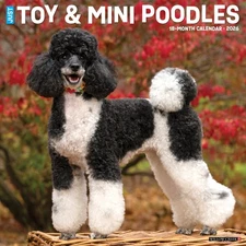 Toy & Miniature Poodles 2026 12" x 12" Wall Calendar (free shipping)