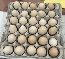 I Have Fertilized Silkie Hatching Eggs Full Blooded The Colors Are In Yellow ￼￼￼