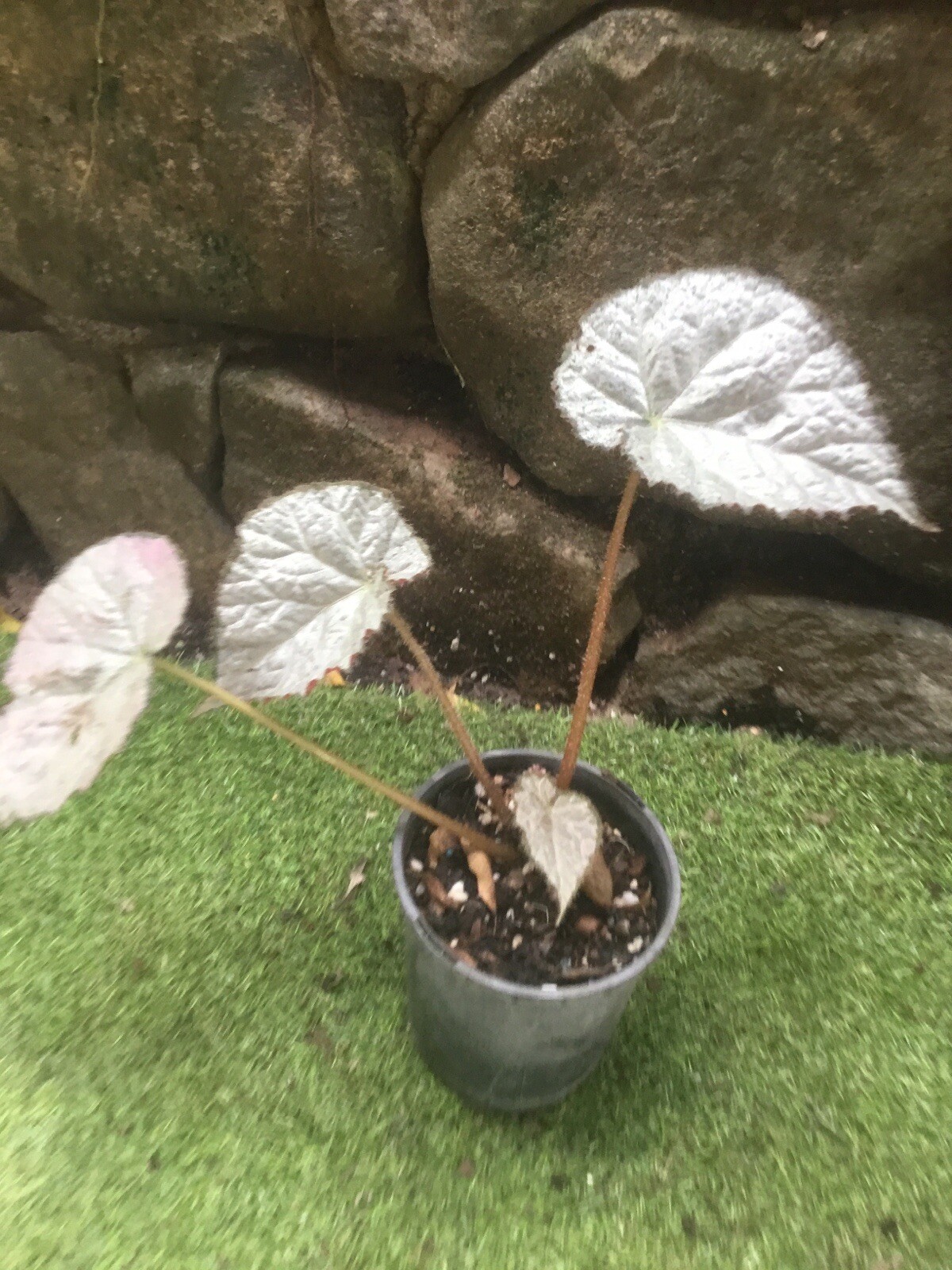Picture 5 of 6