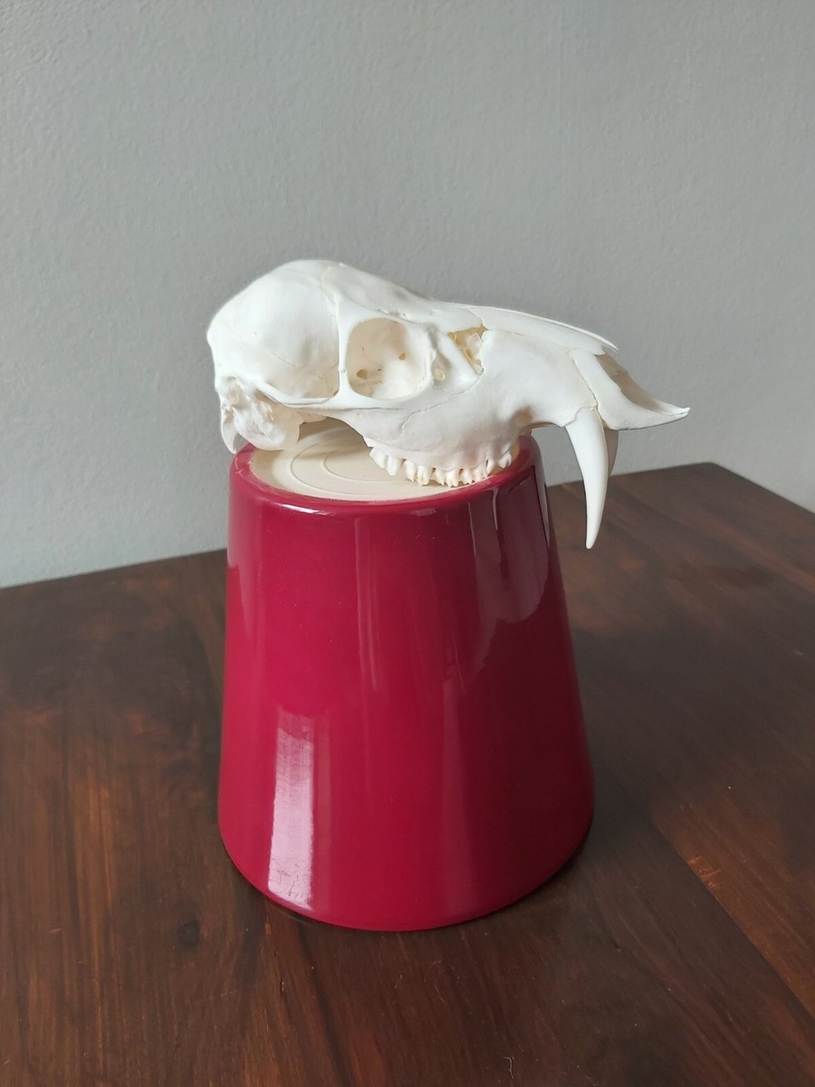 Chinese Water Deer Buck Skull Taxidermy Gothic | eBay