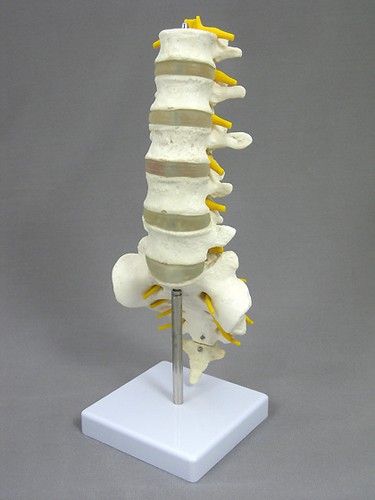 Lumbar Vertebrae w/ Sacrum & Coccyx and Nerves, Spine Anatomical, NEW