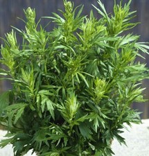 500 Mugwort Seeds Artemisia vulgaris Medicinal Culinary Perennial Herb USA