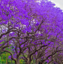 Jacaranda Mimosifolia Purple 3 Live Unrooted 6" Flower Plant Tree
