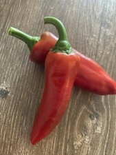 Graines bio de piment Gorria ( Piment d'Espelette ) environ 30 graines