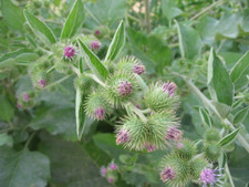 Graines de petite bardane,Arctium minus,produits de mon jardin,plante Bio,fleur