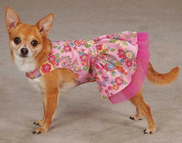 Ebay top dog dresses