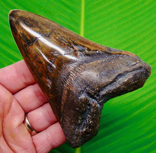 Megalodon Shark Tooth Real Fossil 4.88” Deep Brick RED Rare Colors