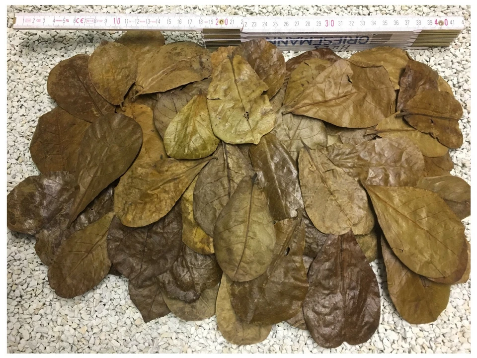 CATAPPA-LEAVES 100 hojas de almendro de mar 6-9 cm - tamaño nano para los más pequeños por primera vez aquí