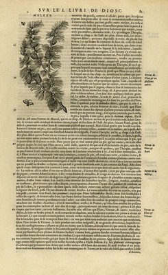 Antiker Druck - Botanik - Lärche mit Tannenzapfen - Mattioli - S. 81 - Anonym - 1572