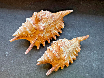 Lambis digitata Set (2 Stk.)   Mauritius   RIESIG 123 mm & 140 mm   ex Sammlung