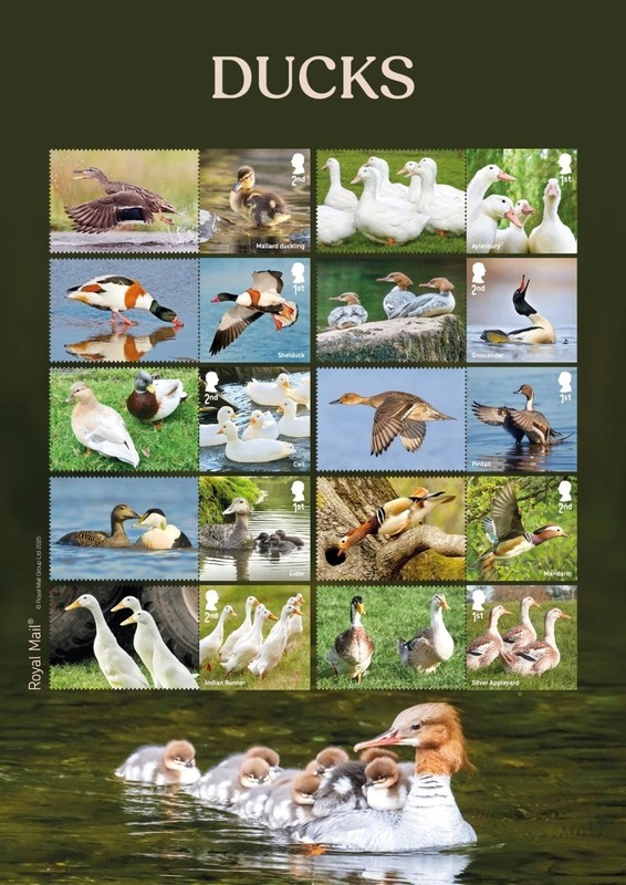 Great Britain 2025 Ducks Stamp Collectors Sheet SA MNH