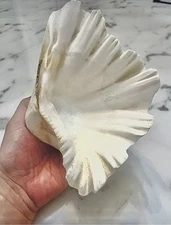 Vintage Natural Giant Clam Shell Bowl Fragment Coastal Decor  8"x3"